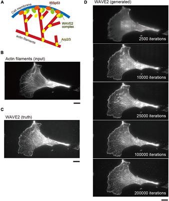 Translation of Cellular Protein Localization Using Convolutional Networks